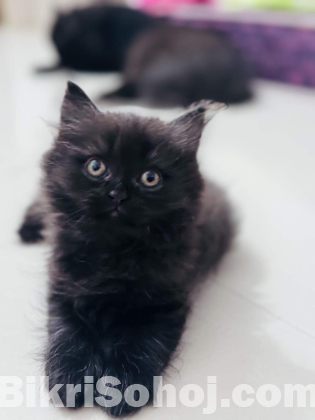 persian cat